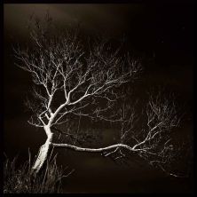 branching out.jpg